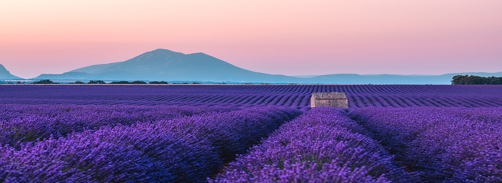 Lavender fields, plateau de Valensole Provence