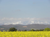 Champs de colza et montagnes enneigées sur le plateau du Castellet