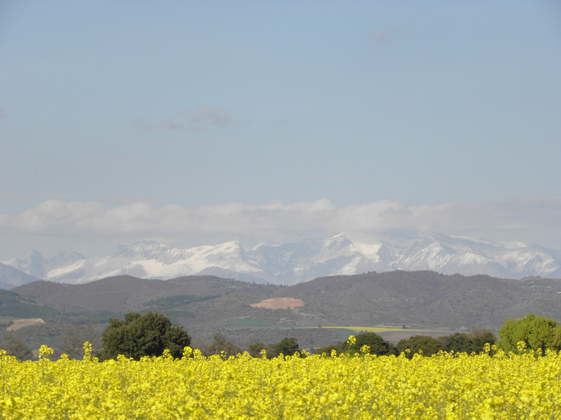 Champs de colza et montagnes enneigées sur le plateau du Castellet