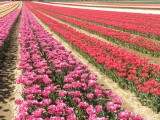 Champs de tulipes La Brillanne