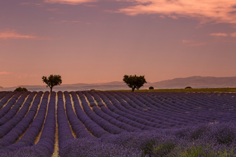 fields of lavender in Valensole Provence