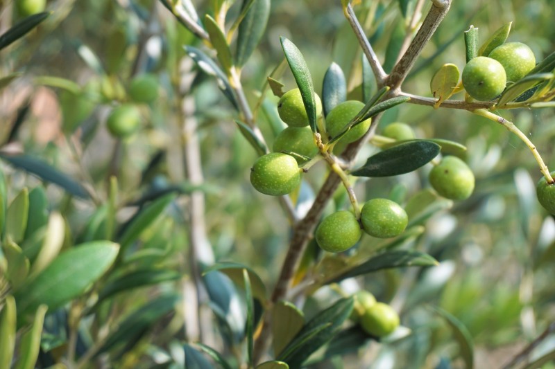 les maladies des oliviers