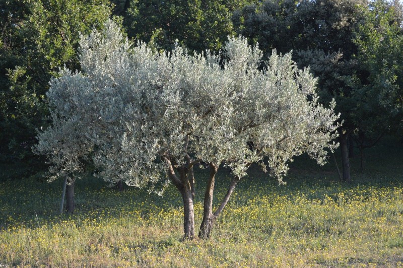 Tailler un olivier