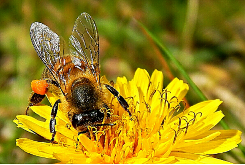 Sauvons les abeilles